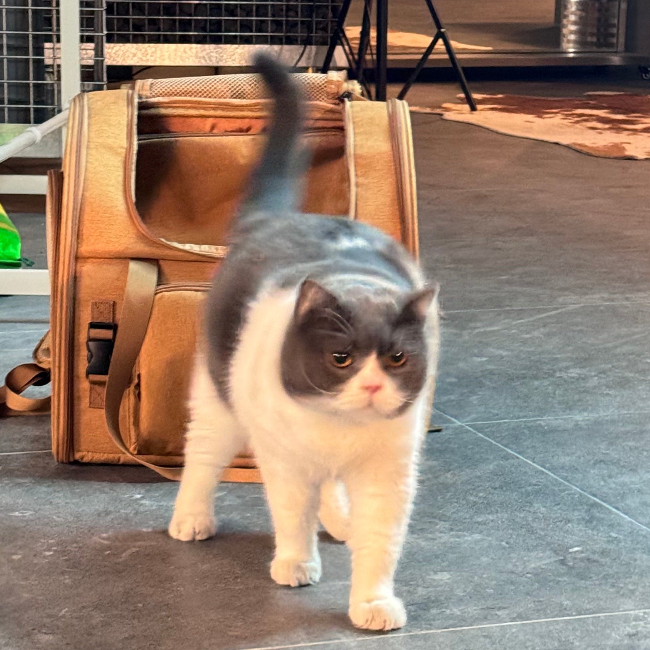 Fat mimi