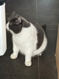 Super fat mimi