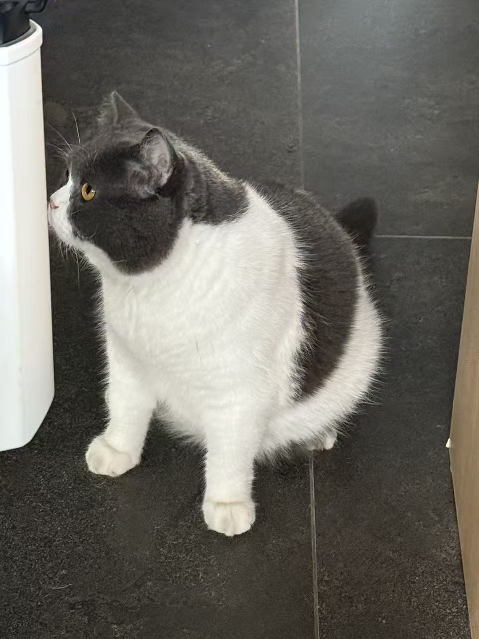 Super fat mimi